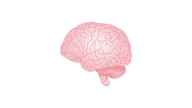 Brain